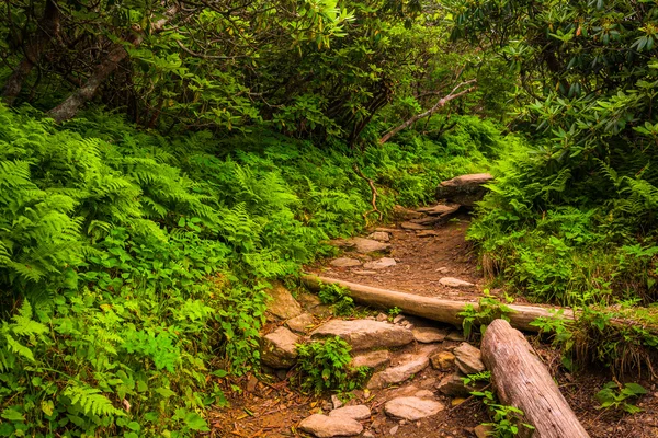 Samambaias e arbustos ao longo do Craggy Pinnacle Trail, ao longo do Blue — Fotografia de Stock