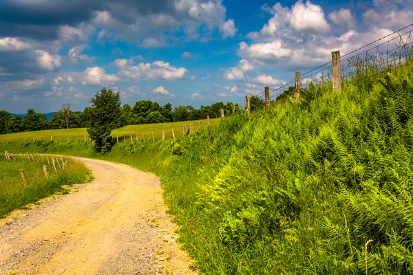 Helechos y valla a lo largo de un camino de tierra en las tierras altas rurales de Potomac — Foto de Stock