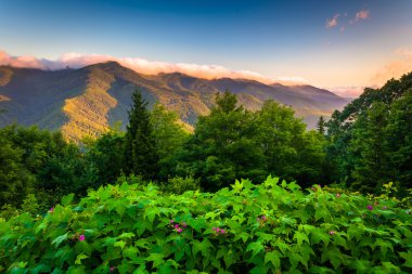 çiçekler ve görüş-in mavi mt. MIT görülen Ridge'te, gündoğumu,
