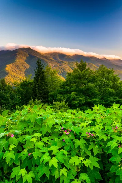 Flores e vista do Blue RIdge ao nascer do sol, visto do Monte. Mit... — Fotografia de Stock