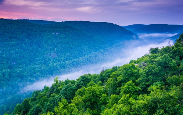 Mgła w blackwater canyon w zachód słońca, widziany z punktu lindy, b — Zdjęcie stockowe