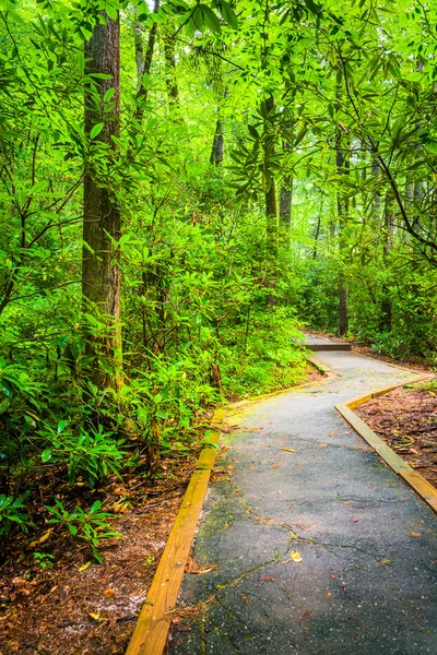 Paved trail through the forest at Table Rock State Park, South C — Stock Photo, Image