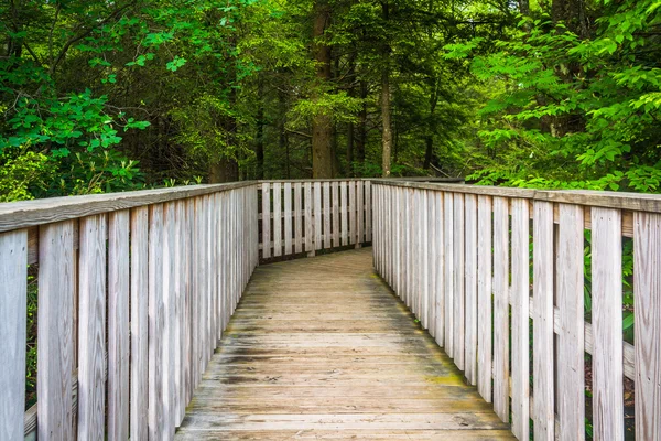 Szlak delikatny, blackwater mieści się park stanowy, west virginia. — Zdjęcie stockowe