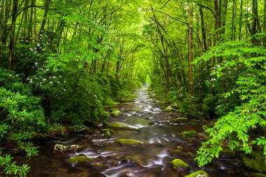 oconaluftee Nehri'nde büyük smoky Dağları Milli Parkı, n