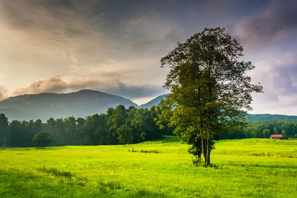 Albero in un campo e vista di Table Rock, vicino a Table Rock State Pa — Foto Stock