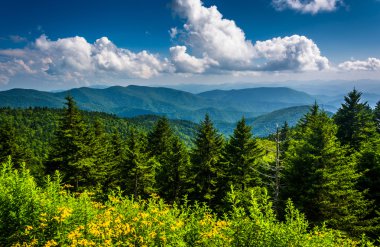 sarı çiçek ve bl dan Appalaş Dağları'nın görünümü