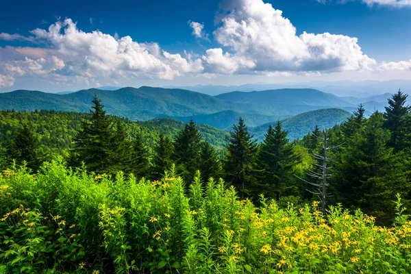 Flores amarelas e vista das Montanhas Apalaches a partir do Bl — Fotografia de Stock