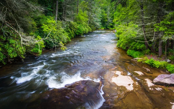 Little River, en el Bosque Estatal de Dupont, Carolina del Norte . — Foto de Stock