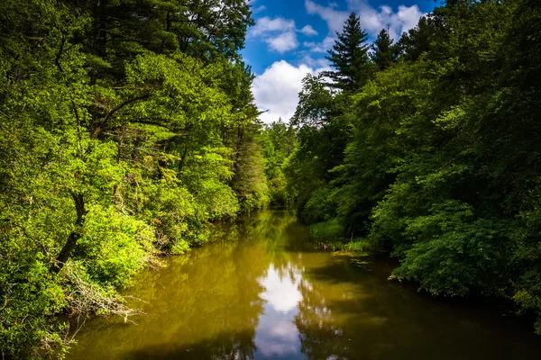 Мало річки, в лісі Дюпон держави, Північна Кароліна. — стокове фото