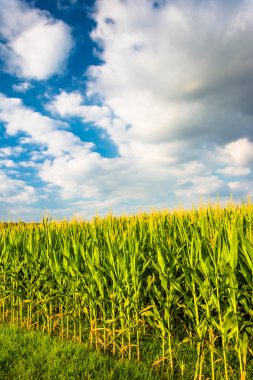 Bahar grove, pennsylvania bir Mısır tarlada. 