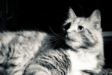 Bir yerde döşeme tüylü kedi