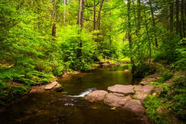 yemyeşil bir orman ricketts glen state Park, pennsylva bir dere