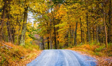 frederick County, maryland bir toprak yol boyunca sonbahar renk. 