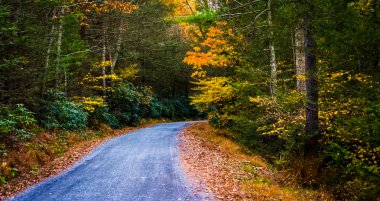 sonbahar renk michaux devlet ormanı, pennsylvania bir Road.