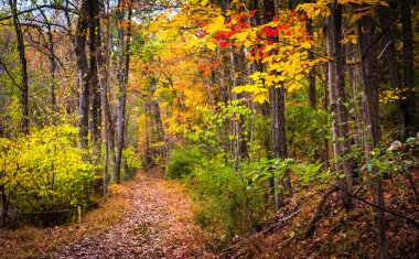 Nixon Parkı, York, Pennsylvan bir iz boyunca sonbahar renkleri