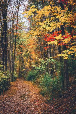 Nixon Parkı, York, Pennsylvan bir iz boyunca sonbahar renkleri
