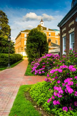 açelya çalılar ve binalarda, john hopkins Üniversitesi baltim '