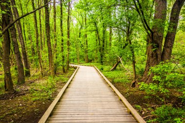 harrisbur yılında wildwood Park orman ile Boardwalk iz