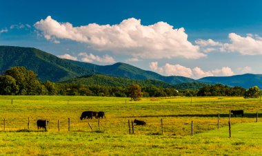 sığır bir mera ve blue ridge dağlarının manzarası 