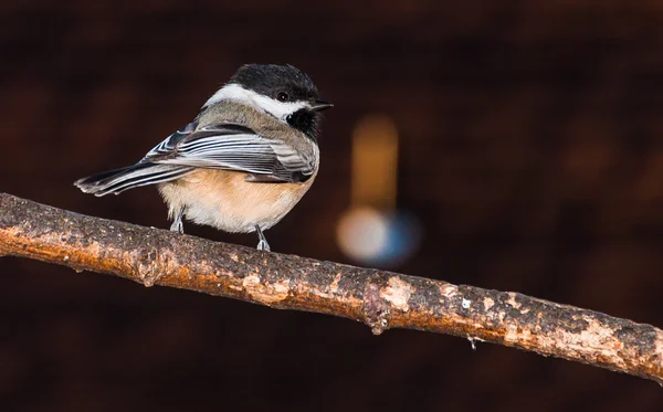 A chickadee on a branch. — Stock Photo, Image