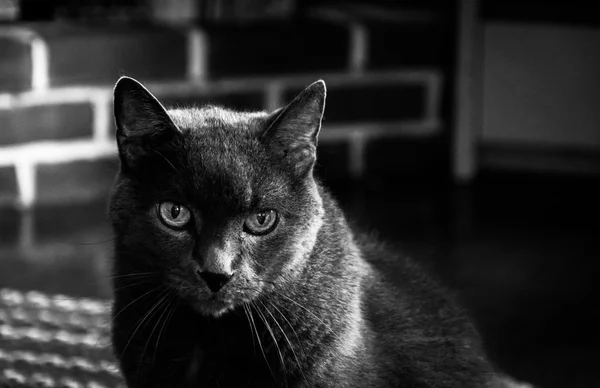 A grey cat. — Stock Photo, Image