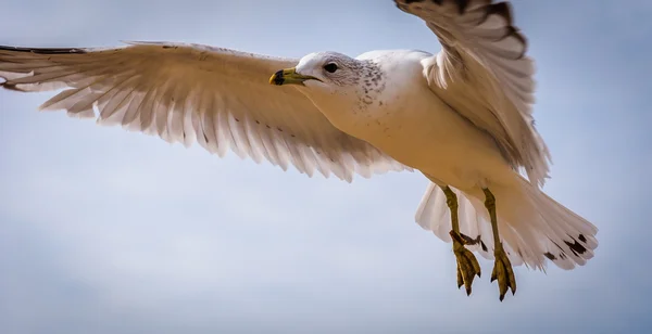 Racek v chesapeake beach, maryland. — Stock fotografie