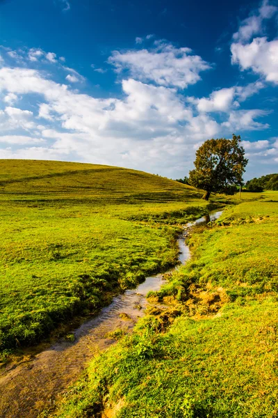 Un pequeño arroyo y un árbol en un campo agrícola, en el condado rural de York, P — Foto de Stock