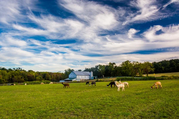 Alpacas on a farm in rural York County, Pennsylvania. — Stock Photo, Image