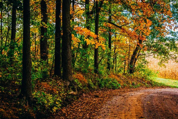 農村ニューヨーク郡、Pennsylvani の未舗装の道路に沿って紅葉 — ストック写真