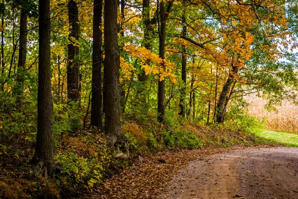 Осенний цвет вдоль грунтовой дороги в сельской местности округа Йорк, штат Пенсильвания — стоковое фото