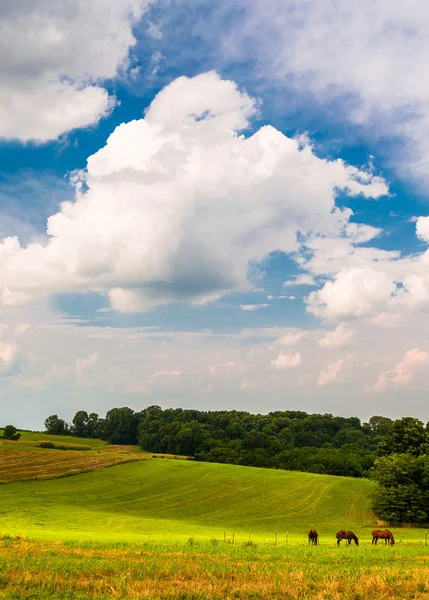 Beautiful clouds over horses in a farm field in Southern York Co — Stock Photo, Image