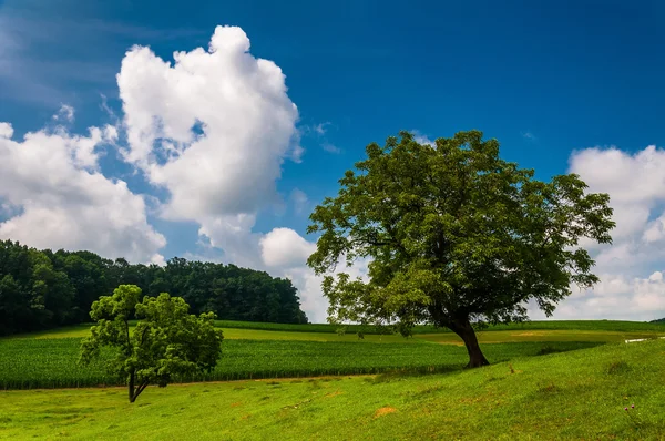 Hermoso cielo de verano parcialmente nublado sobre árboles y campos de cultivo en — Foto de Stock