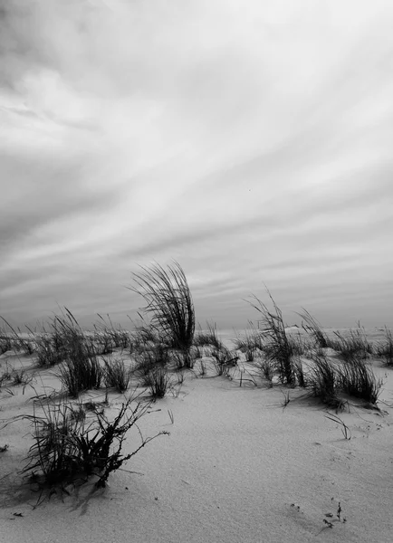 Black and white image of grasses in the sand at Cape May, New Je — Stock Photo, Image