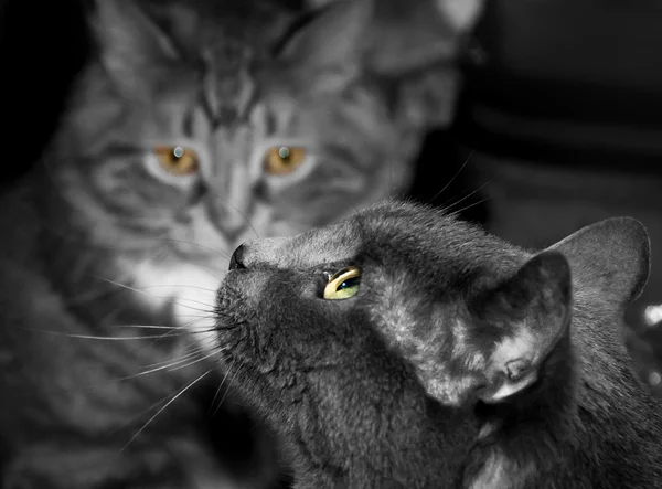 2 匹の猫の黒と白の写真. — ストック写真