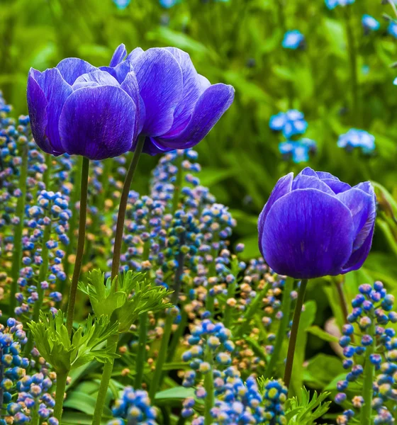 Μπλε τουλίπες σε longwood gardens, Πενσυλβανία. — Φωτογραφία Αρχείου