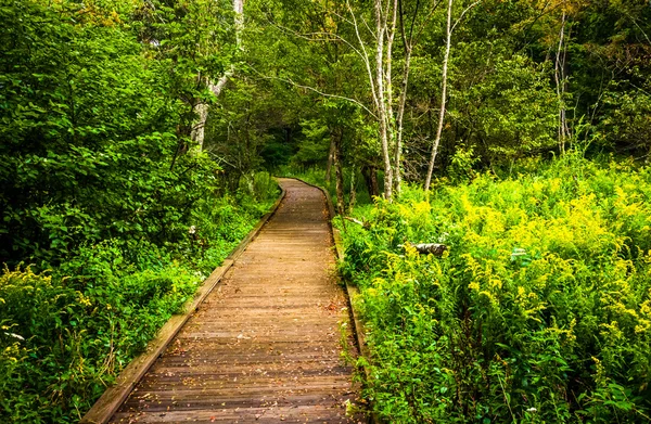 Boardwalk path along the Limberlost Trail in Shenandoah National — Stock Photo, Image