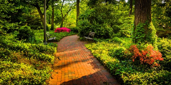 Sendero de ladrillo a través de un jardín forestal en la Universidad John Hopkins — Foto de Stock