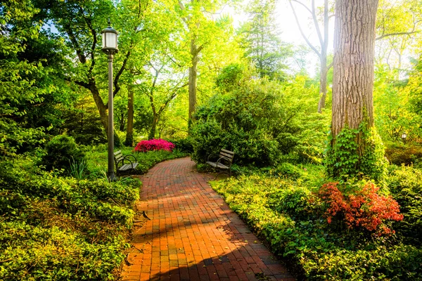 Sendero de ladrillo a través de un jardín forestal en la Universidad John Hopkins — Foto de Stock