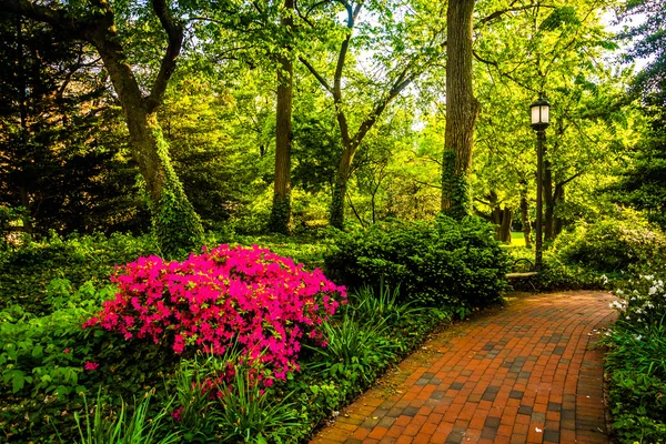 Cegła ścieżka przez las ogród w john hopkins university — Zdjęcie stockowe