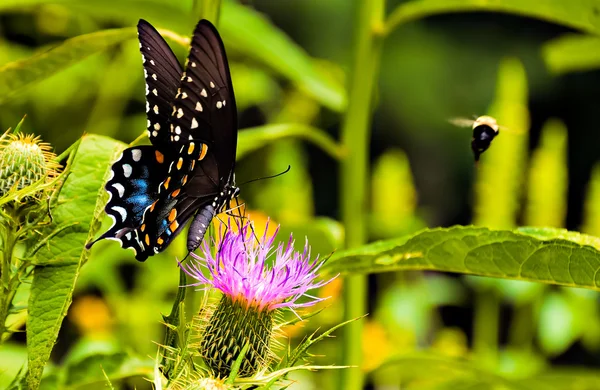 Pillangó a bogáncs virág és méh, shenandoah nemzeti park, — Stock Fotó