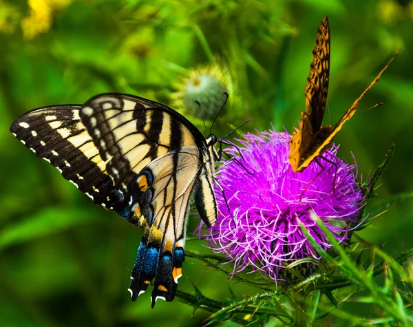 Papillons sur une fleur de chardon dans le parc national de Shenandoah, Vir — Photo