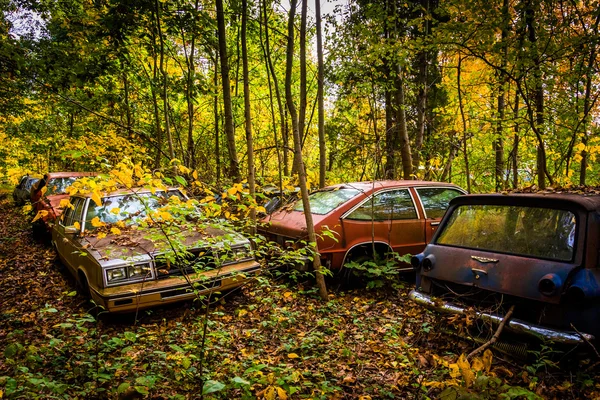 Carros e cores de outono em um ferro-velho . — Fotografia de Stock