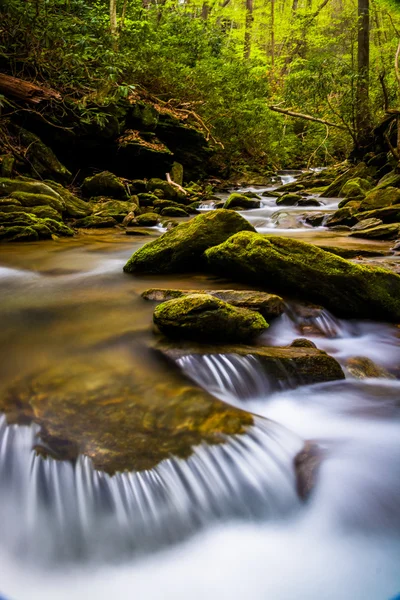 Cascatas em um riacho em uma floresta exuberante em Holtwood, Pensilvânia . — Fotografia de Stock