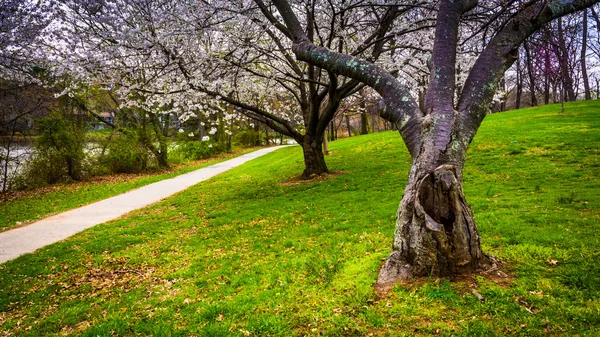 Des cerisiers fleurissent le long d'un sentier au parc Wilde Lake à Columbia, en mars — Photo