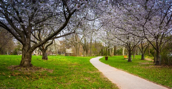 Cherry blossoms along a path at Wilde Lake Park in Columbia, Mar — Stock Photo, Image