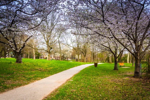 Cherry blossoms along a path at Wilde Lake Park in Columbia, Mar — Stock Photo, Image