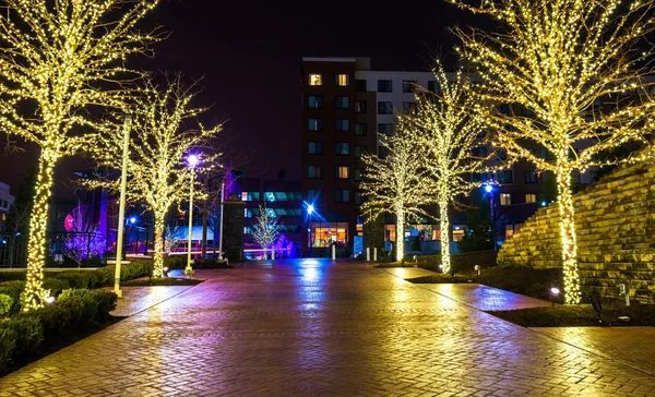 Boże Narodzenie światła na drzewach wzdłuż ścieżki w national harbor, maryl — Zdjęcie stockowe