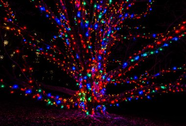Renkli Noel ışıkları bir ağaç üzerinde. 
