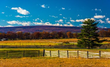 çitler ve çam ağacı gettysburg, pennsylvania bir alanda. 