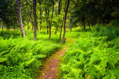 Ferns along a narrow trail through a forest at Shenandoah Nation clipart